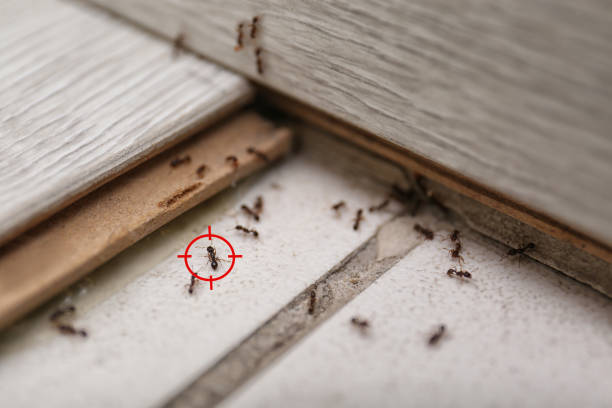Best Spider Control Near Me  in Port Aransas, TX