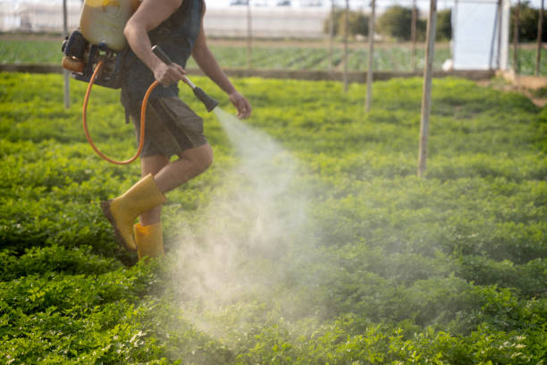 Best Wasp Removal Services  in Port Aransas, TX
